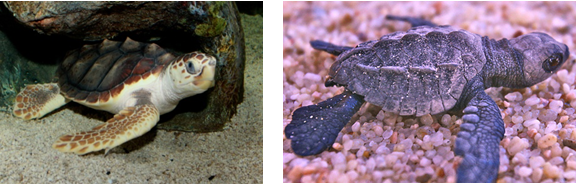 sea turtle conservation-2
